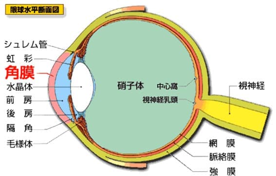 眼球水平断面図